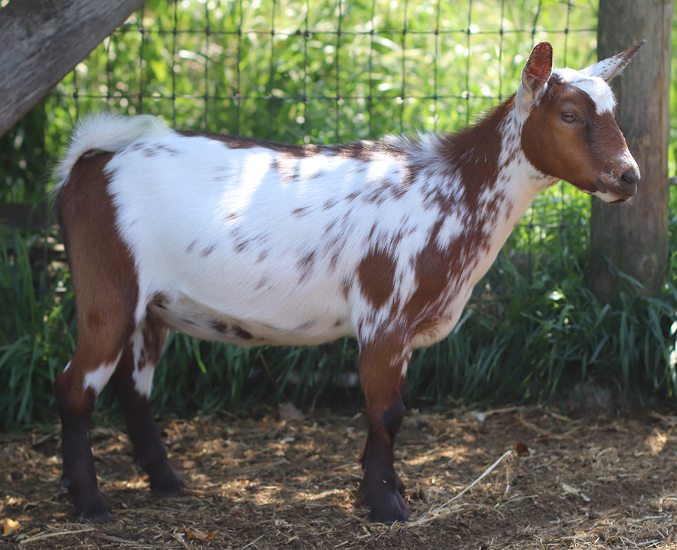 Lesperance Dragonhart 